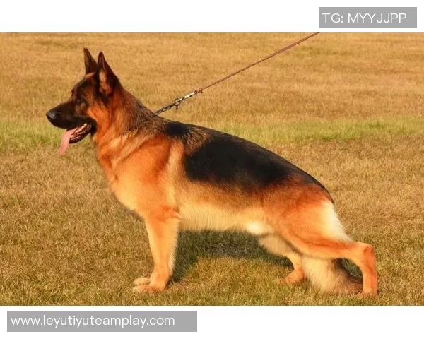 土耳其国家队门将厄泽尔擅自离营森格泽尔紧急补招入队